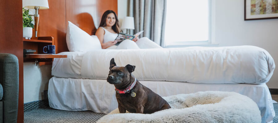 Dog-Proof Your Home: Essential Tips for Pet Safety